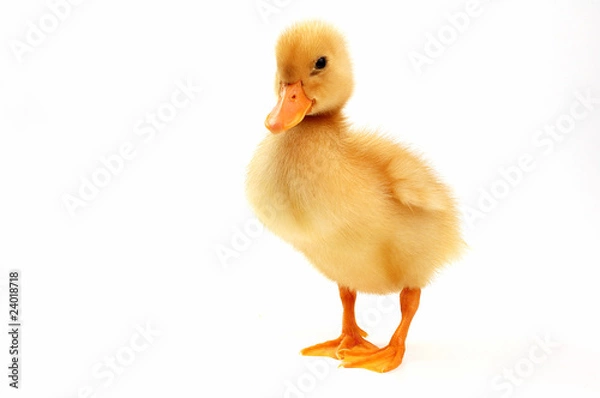 Obraz żółta kaczka