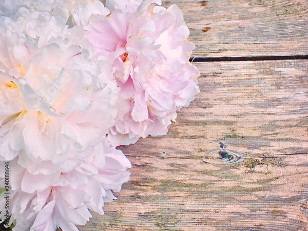 Fototapeta Delicate Pink Peonies