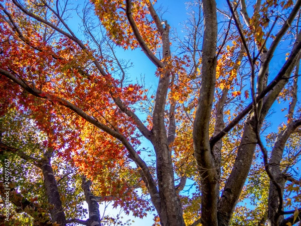 Fototapeta 【静岡県伊豆市】公園の紅葉【修善寺虹の郷】