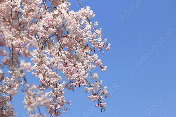 Fototapeta 桜の花　桜　サクラ　さくら　満開の桜