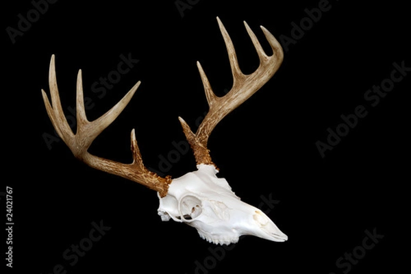 Obraz European Deer Mount Angled