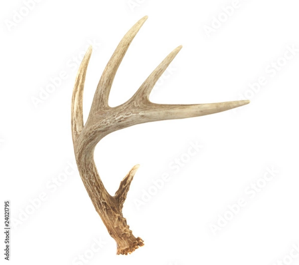 Obraz Angled Whitetail Deer Ros