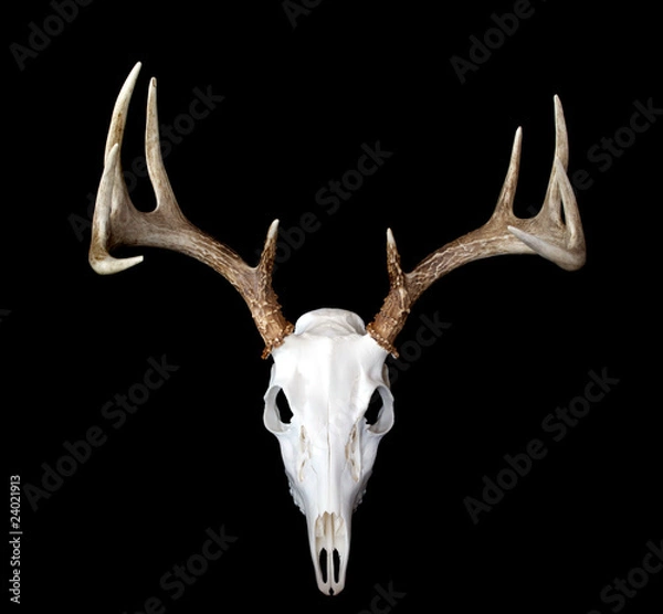 Obraz European Deer Mount Top View