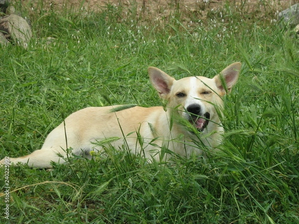 Obraz smile dog on grass