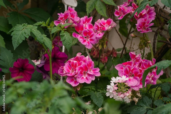 Obraz Petunien Geranien