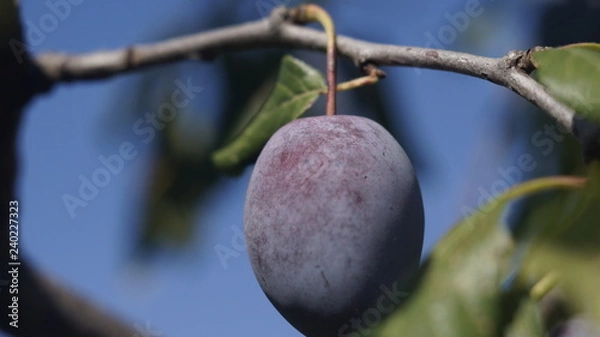 Obraz ripe plums on the tree