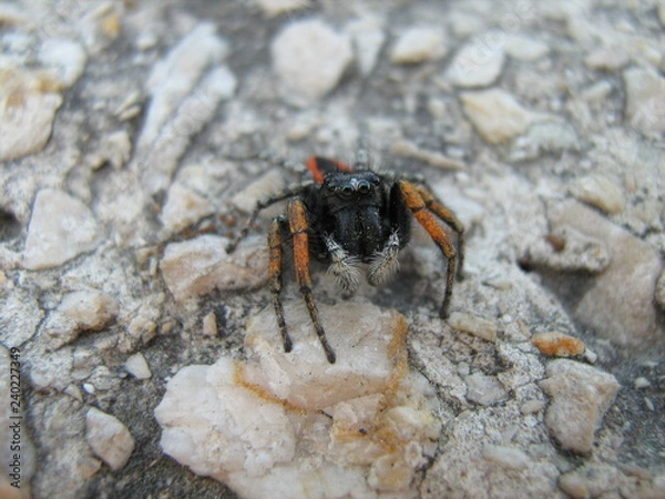 Obraz crab spider on the beach
