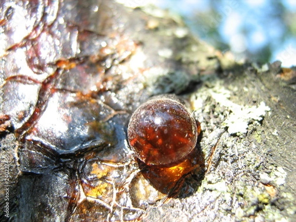 Obraz snail on a leaf
