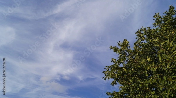 Obraz trees and blue sky