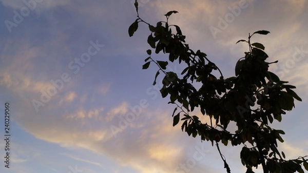 Obraz silhouette of tree at sunset