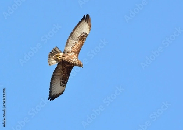 Fototapeta Eurasian Buzzard (Buteo buteo), Greece