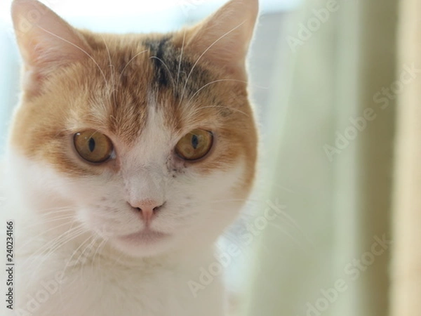 Fototapeta 見つめる猫