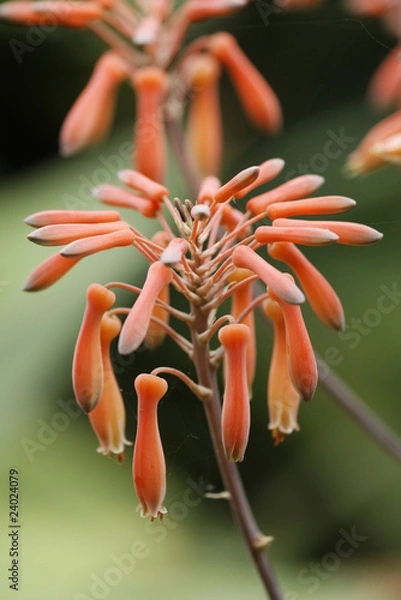 Obraz Blütenstand einer Gasteria