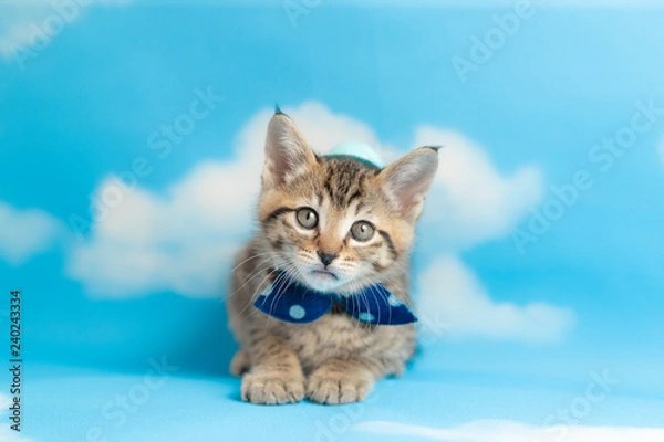 Obraz cat