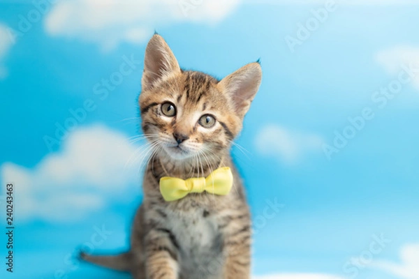 Obraz cat