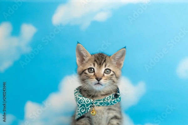 Obraz cat