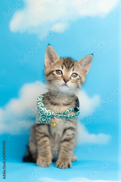 Obraz cat