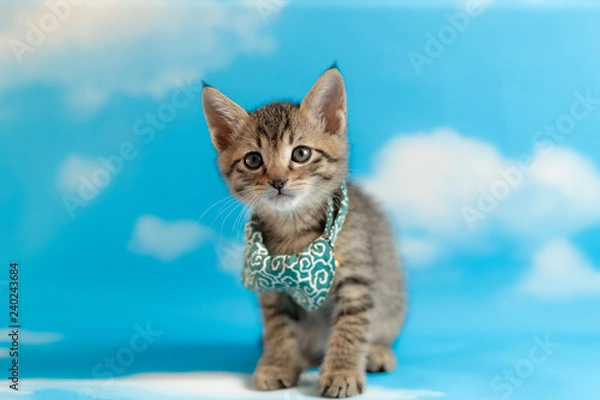 Obraz cat
