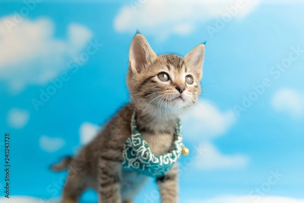 Obraz cat