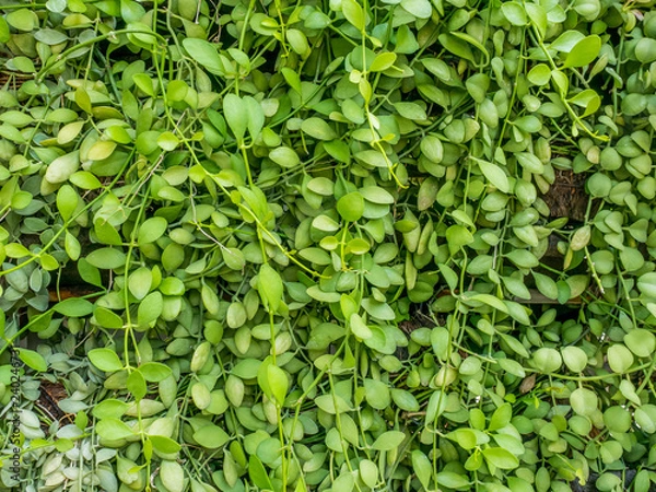 Fototapeta Small leafs for background use.