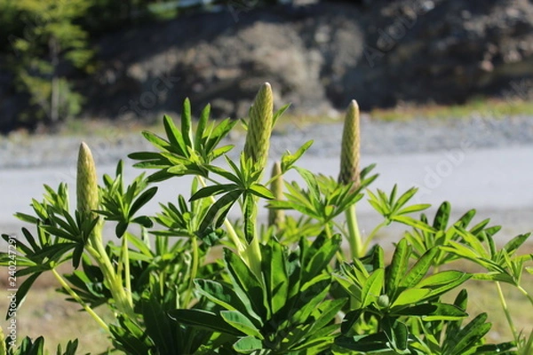 Obraz Green  leaf  plant