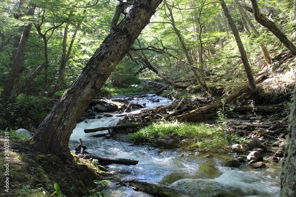 Obraz Old  tree  bent  on  the  river