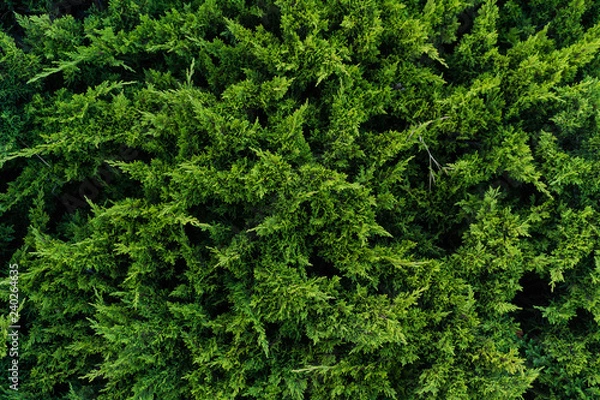 Fototapeta Light green pine tree branches