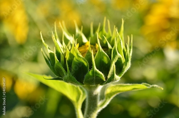 Obraz Sunflower green