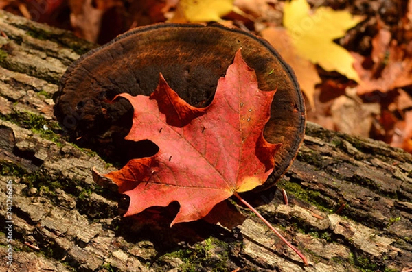 Obraz autumn leaves on the ground
