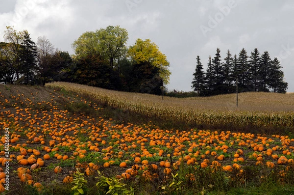 Obraz field of pumpkins