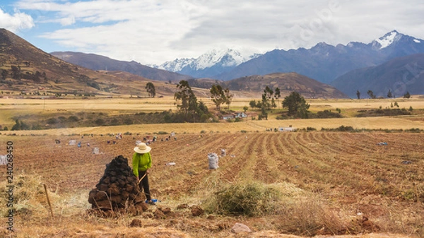 Fototapeta Peruvian local country woman working the land in a field in Cusco, Perú. Surrounded by high mountains, farmers gather these piles of dirt to cover and dry harvested potatoes 