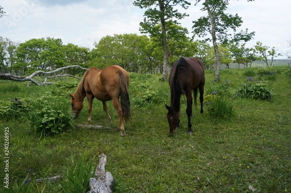 Obraz 草を食む馬