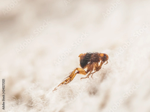 Fototapeta Dog flea (Ctenocephalides canis) on white fur. Microscopic photo