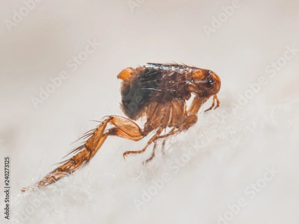 Fototapeta Pchła psa (Ctenocephalides canis) na białym futrze. Zdjęcie mikroskopowe