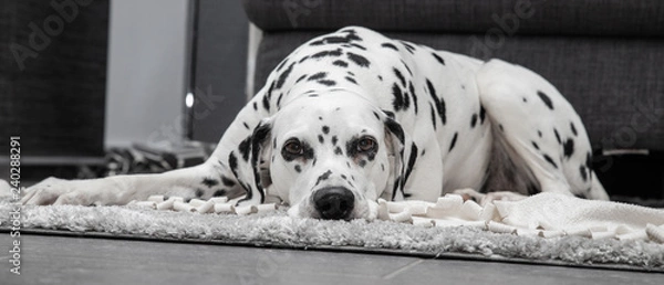 Fototapeta Dalmatiner