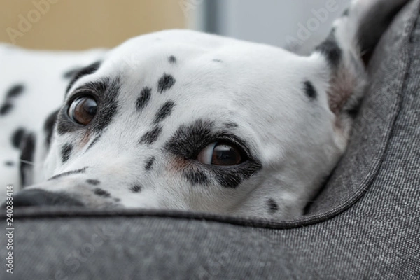 Fototapeta Dalmatiner