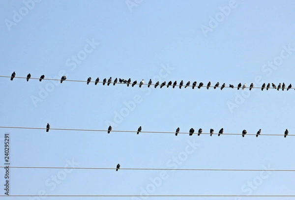 Fototapeta 전선에 비둘기떼