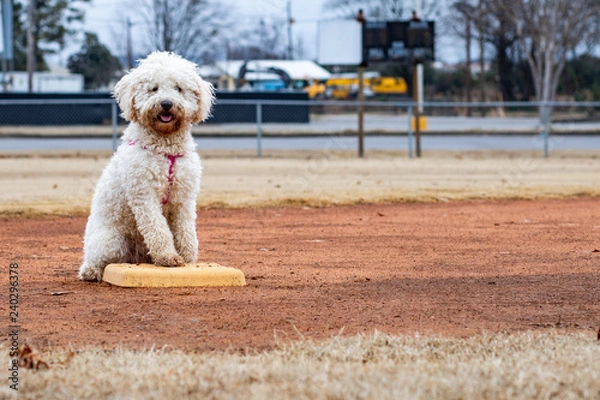 Fototapeta dog playing baseball