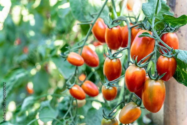 Fototapeta Close-up of fresh red tomatoes growing on a branch in the garden, RIpe garden tomatoes ready for picking.