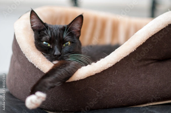 Fototapeta cat is resting in the cat bed