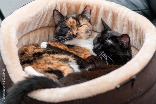 Obraz cat bed with sleeping cats close-up
