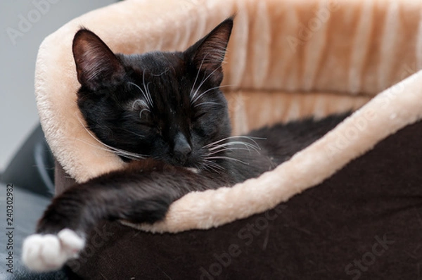 Obraz cat is resting in the cat bed