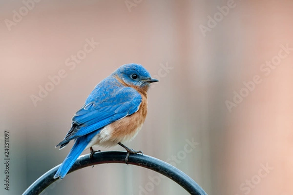 Fototapeta Eastern Bluebird