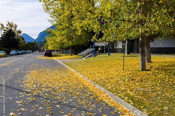 Obraz 秋のカナディアンロッキー　バンフの街のイチョウの黄葉（バンフ国立公園　カナダ・アルバータ州）