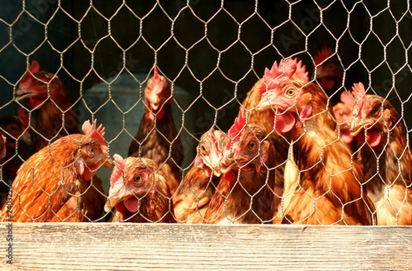 Fototapeta Bunch of chickens in a coop