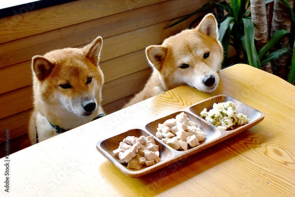 Obraz 柴犬・ごはん待ち