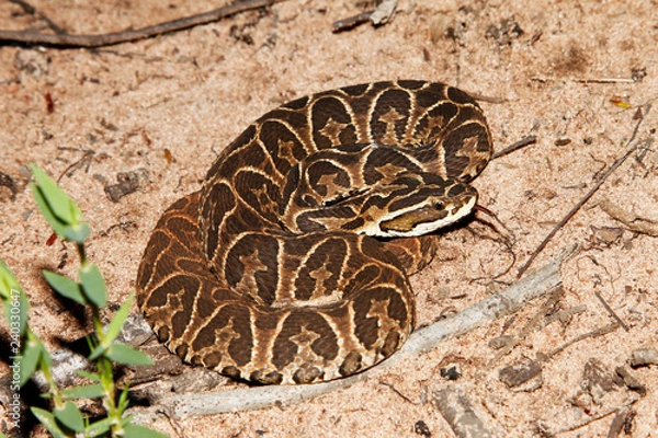 Obraz urutu cruzeiro lancehead Brazil