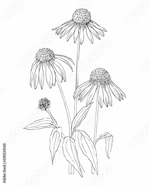 Fototapeta Botanical vector hand drawn Echinacea illustration. Detailed image.