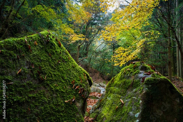 Fototapeta 岩と苔