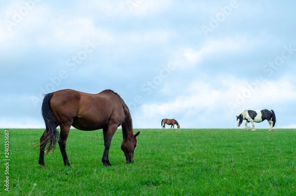 Fototapeta Horses and a pony grazing in a green field in Cotswold, England
